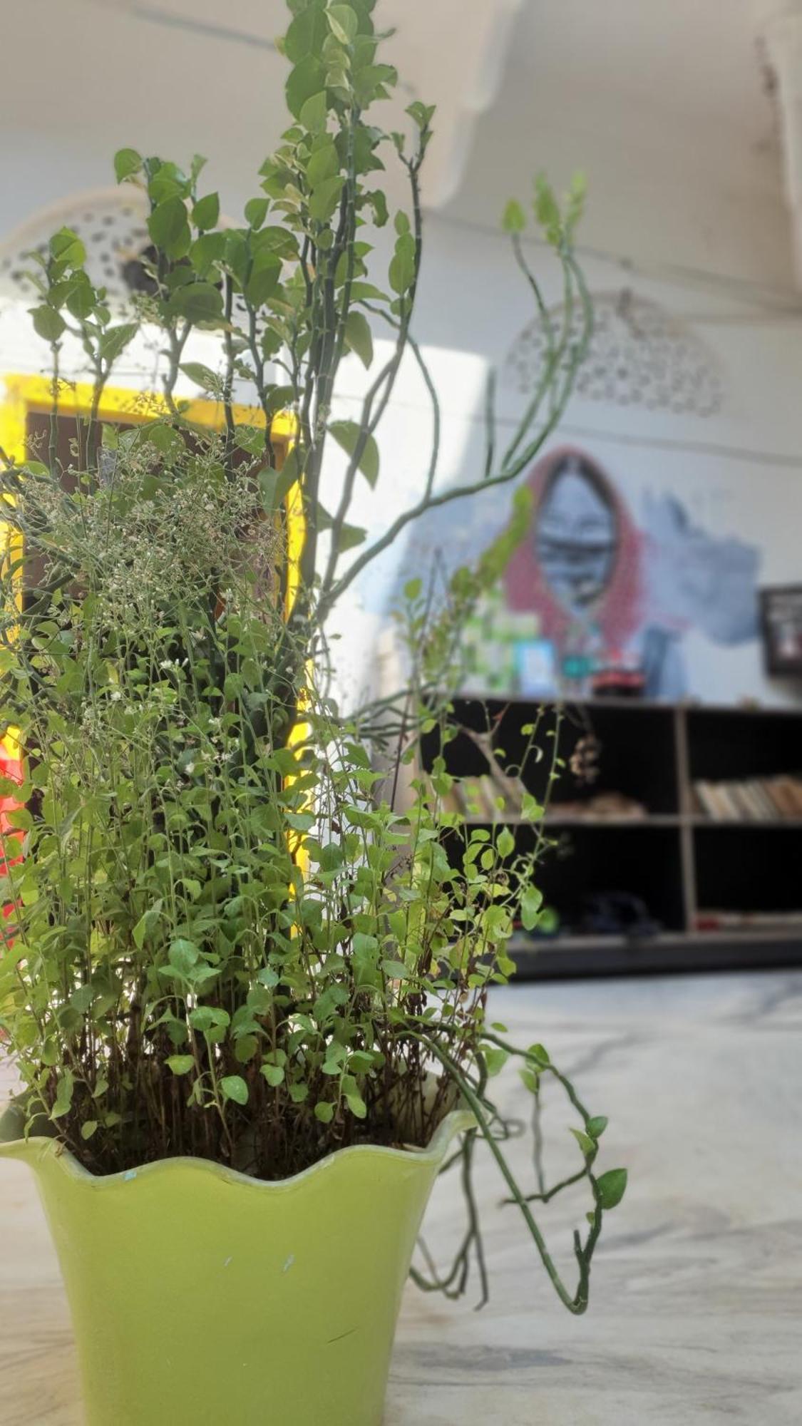 Anand Hostel Pushkar Eksteriør billede